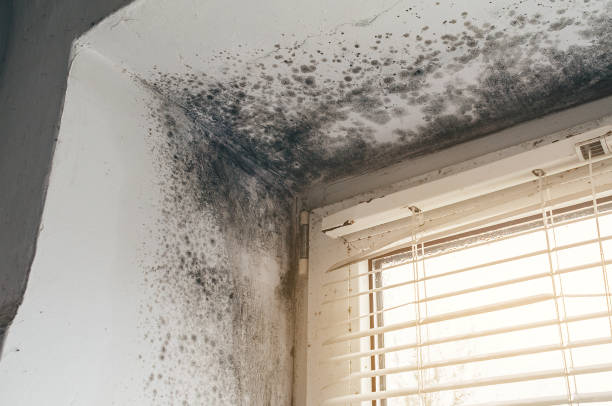 Affordable Mold Removal solutions in Cibolo, TX